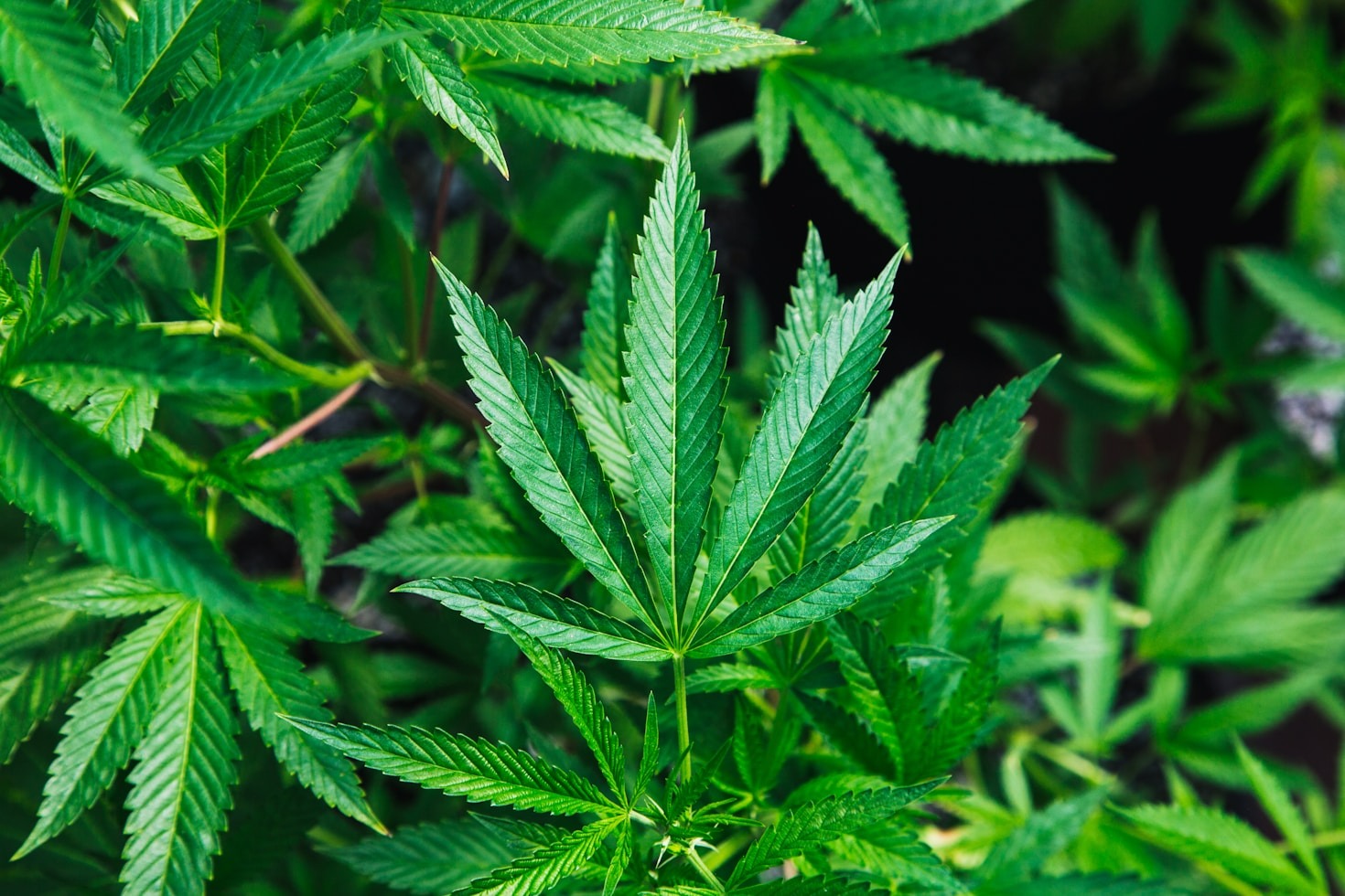 Spotlight on Successful Cannabis Entrepreneurs in Africa